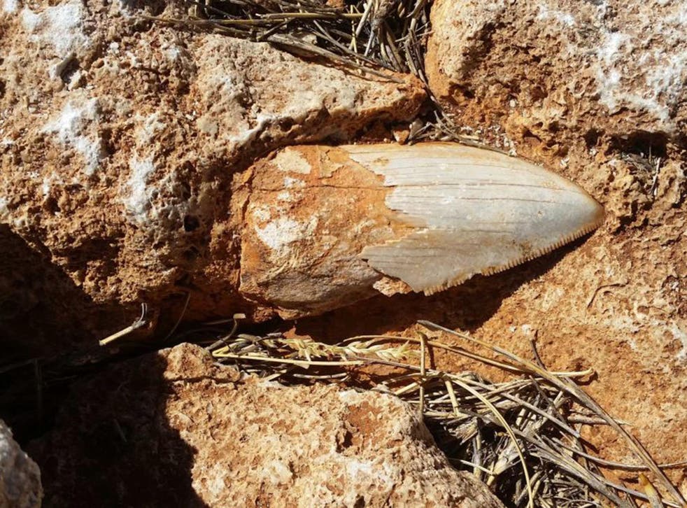 An ancient great shark's tooth has been stolen from a world heritage site in Australia