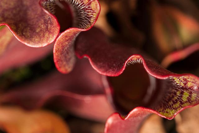 How carnivorous plant species function may reveal the secrets of plant and insect life