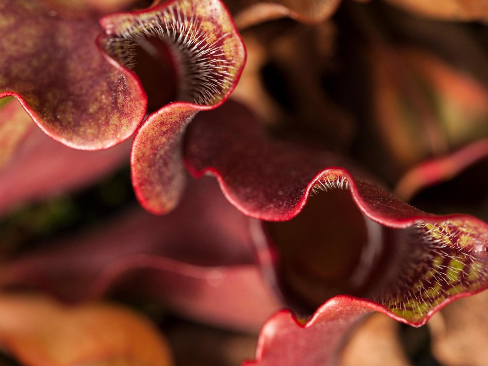 Science news in brief Inside a pitcher plant and the