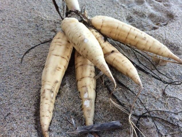 The roots of the deadly hemlock water dropworts plant