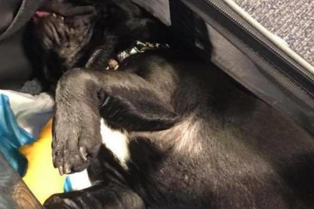 10-month-old Kokito was found unresponsive after the flight landed