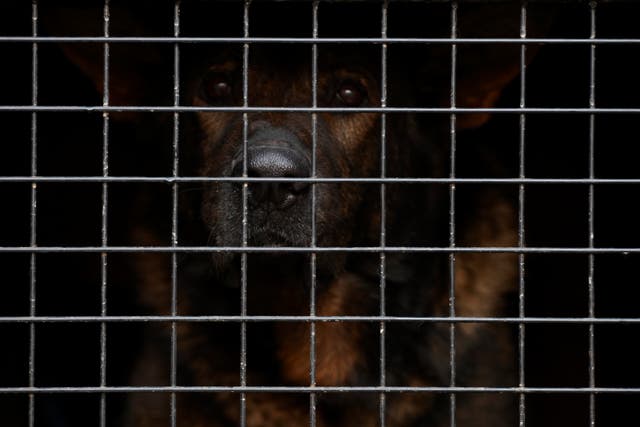 United Airlines sent German Shepherd Irgo to Japan instead of Kansas