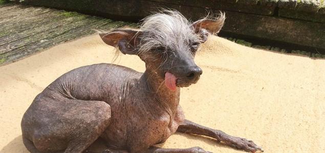 Sub woofer: a dog-ugly pooch from 'The World's Ugliest Pets'