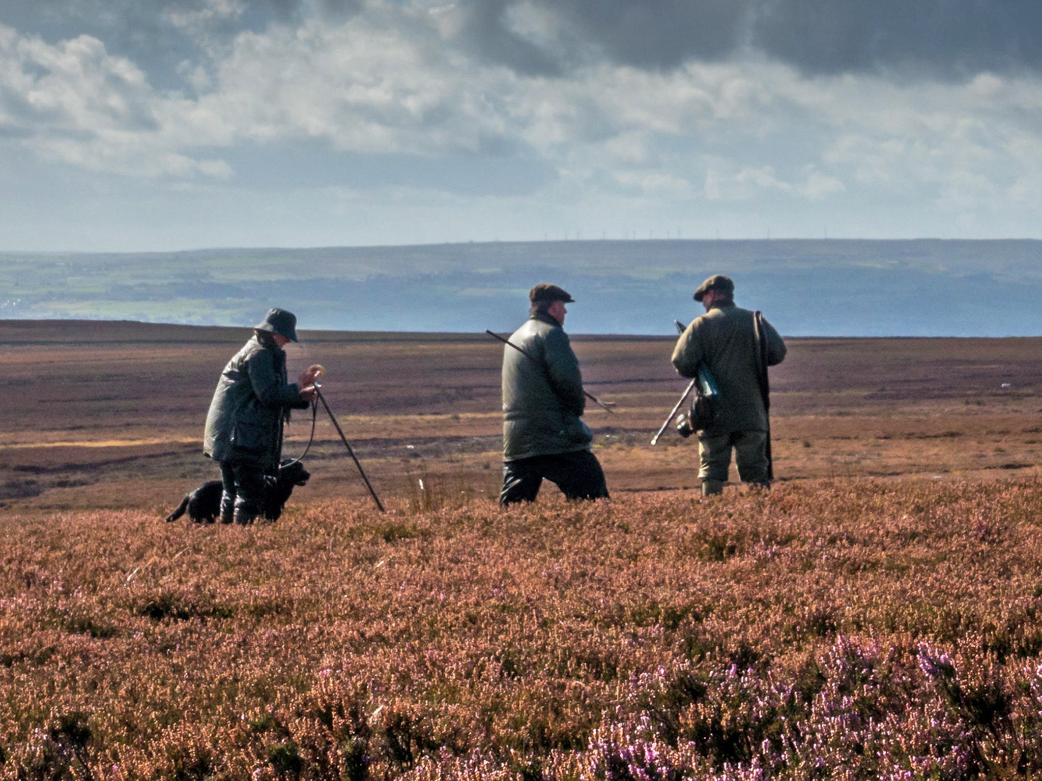 Grouse shooters on a moor in Yorkshire