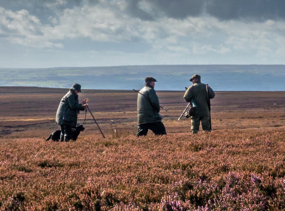 Grouse shooters on a moor in Yorkshire