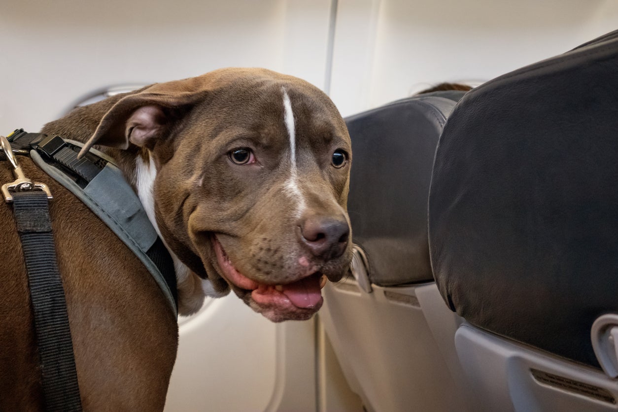 dogs flying on american airlines