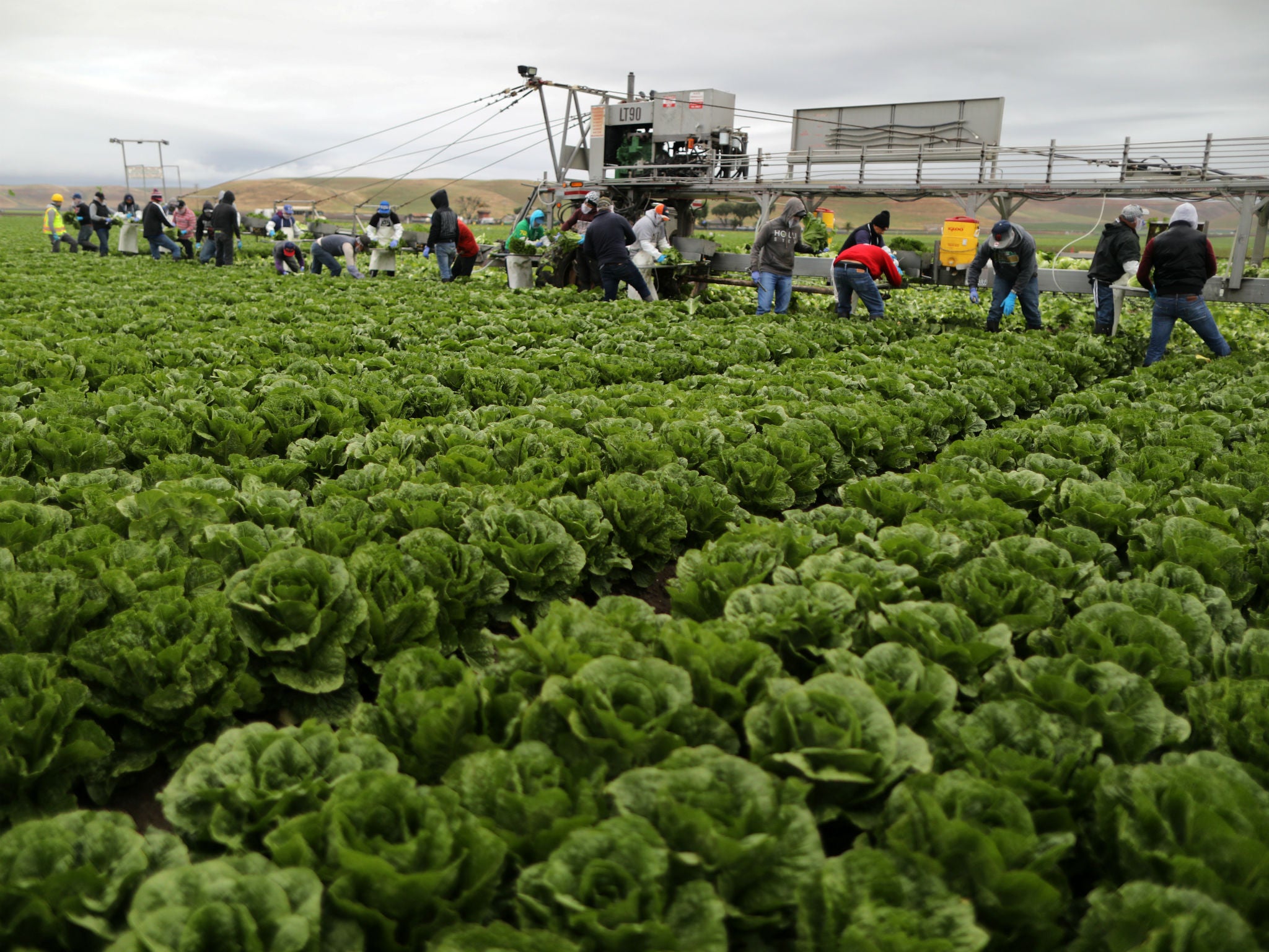 Migrant farmworkers harvest romaine lettuce in King City, California