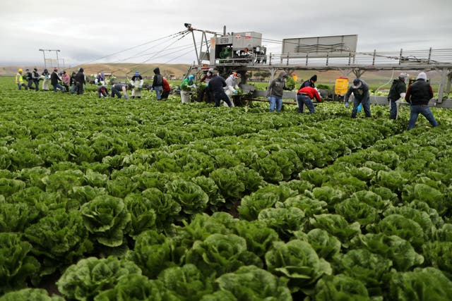 Migrant farmworkers harvest romaine lettuce in King City, California
