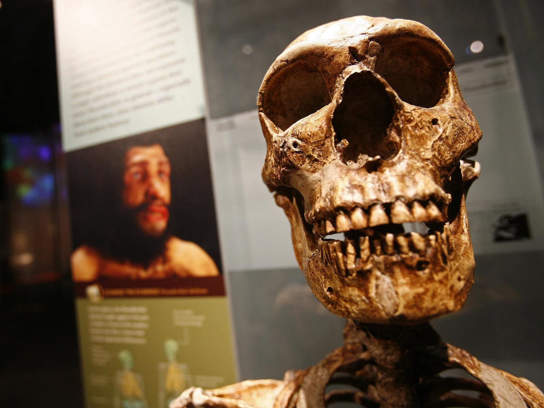 Skeletal remains from the Anne and Bernard Spitzer Hall of Human Origins at the American Museum of Natural History, a permanent exhibition hall that presents the remarkable history of human evolution from our earliest ancestors millions of years ago to modern Homo sapiens, are seen in New York,February 7, 2007