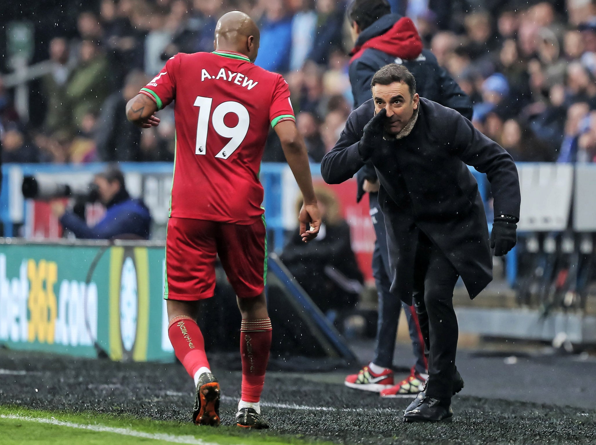 Carlos Carvalhal has revitalised Andre Ayew