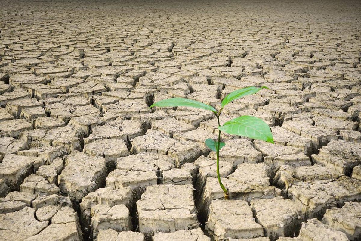 Скорее земля. Экологический апокалипсис. Global Soil Doctor program.