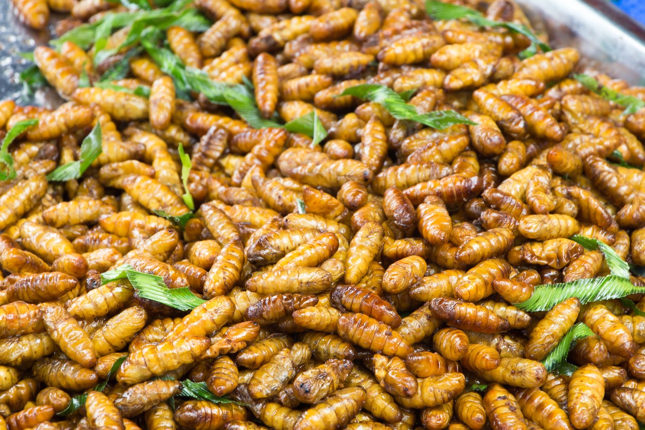 Angelina's kids snack on crickets. Are you ready to eat bugs?