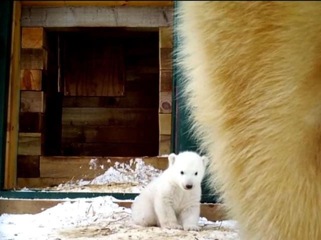 A three-month-old polar bear emerges from its den for the first time