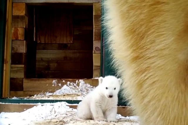 A three-month-old polar bear emerges from its den for the first time