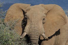 How many more elephants have to be killed before the government enforces the Ivory Act?