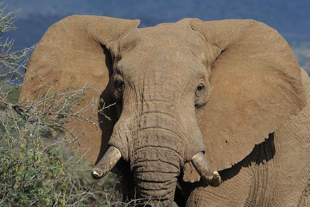 <p>‘Labour estimates that up to 53,130 African elephants have been poached and killed for their tusks since the Ivory Act was passed’</p>
