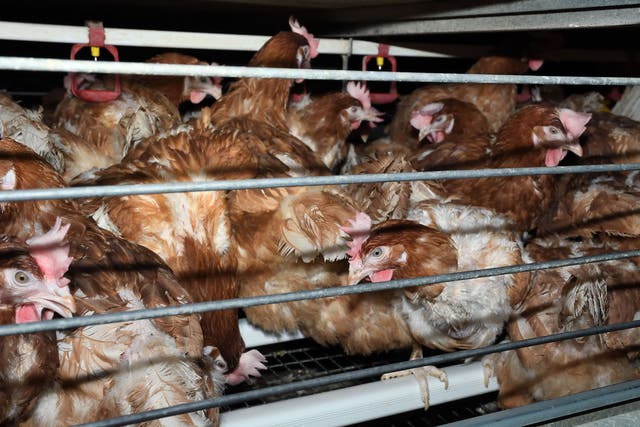 In the footage, chickens can be seen in cages stacked seven high
