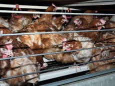 Footage shows ‘horrific conditions’ endured by chickens in egg farm