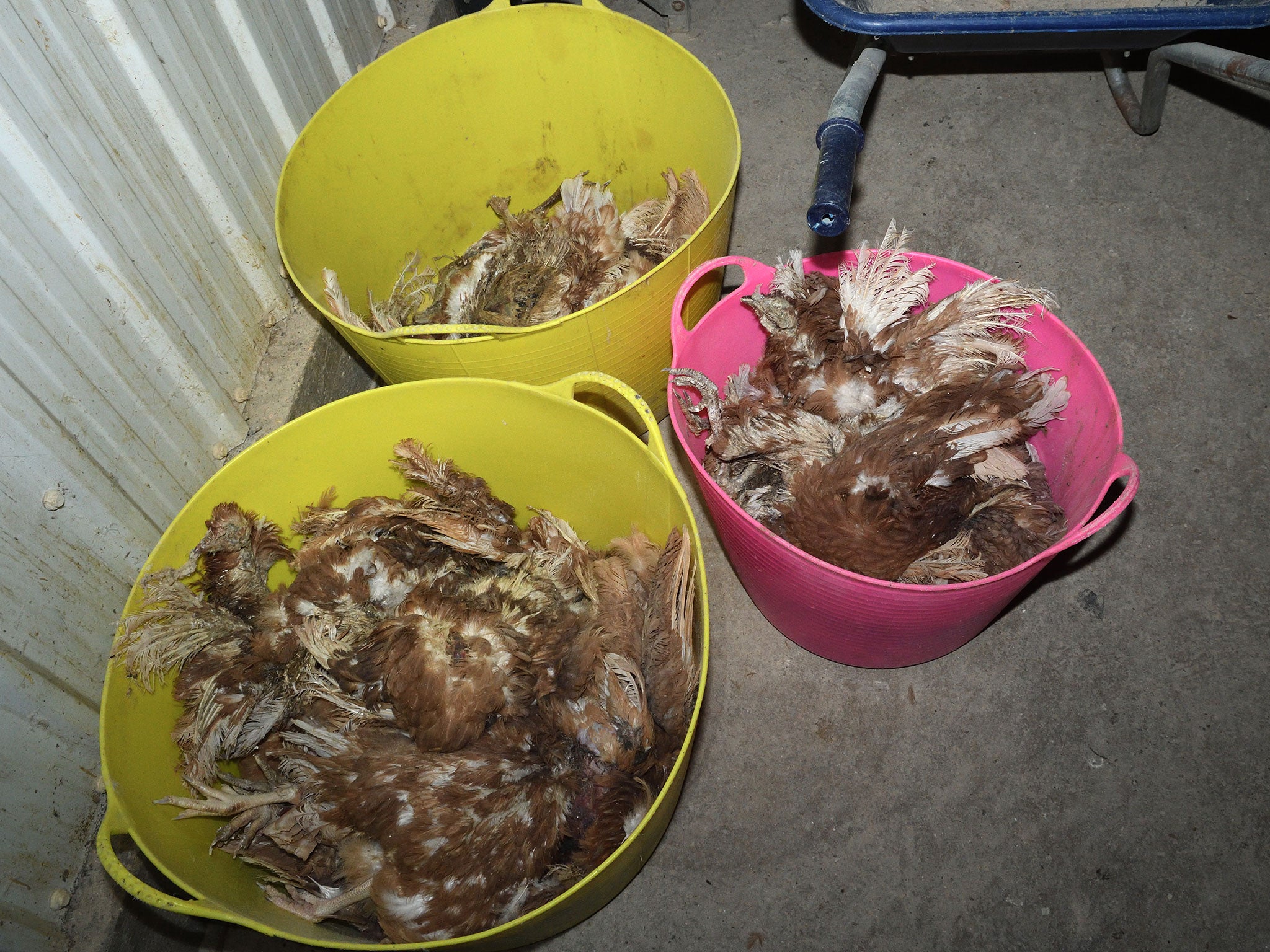 In the footage, dead hens can be seen lying in cages