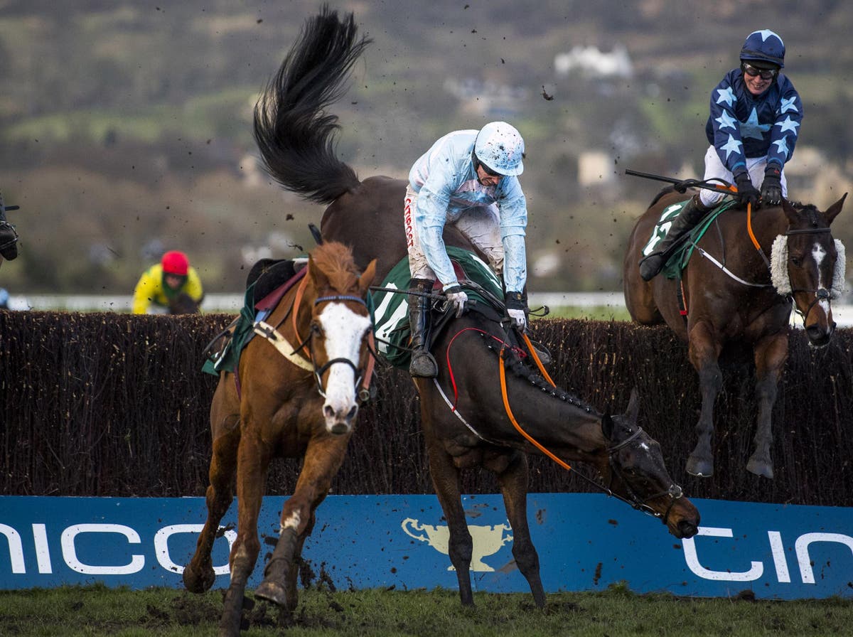 Review launched into deaths of six horses during Cheltenham Festival