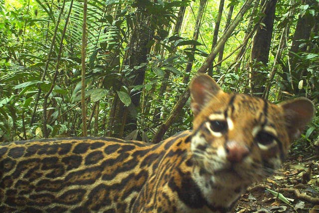 Cameras set up next to fields captured more than 60,000 photographs and detected over 30 species