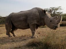 World's last male white rhino dies as species faces extinction
