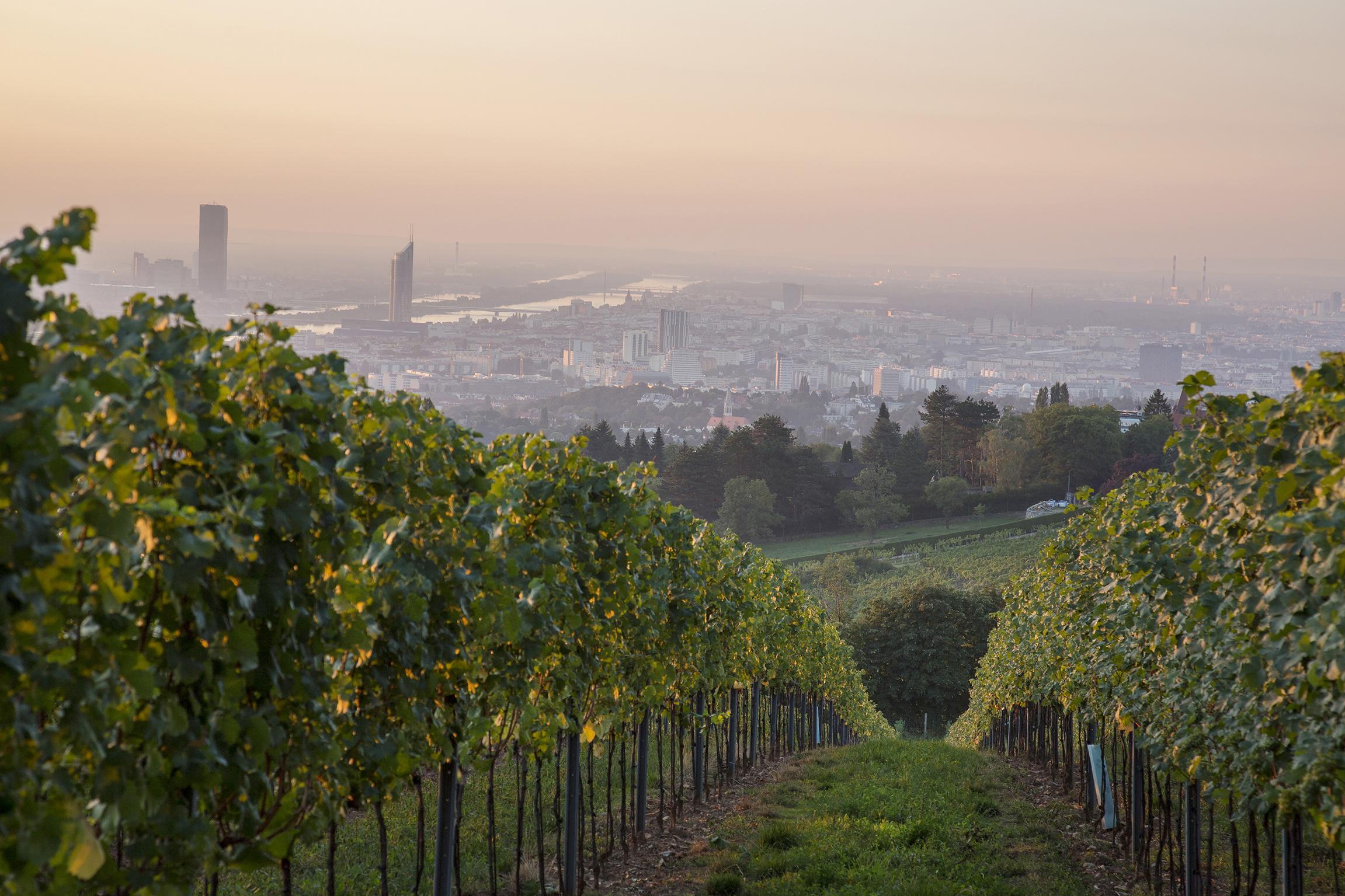 In summer, the wineries in the hills open bars among the vines (Weingut Cobenzl )