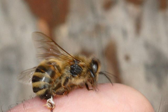 The barbed stinger of a honey bee is torn off and remains in the skin