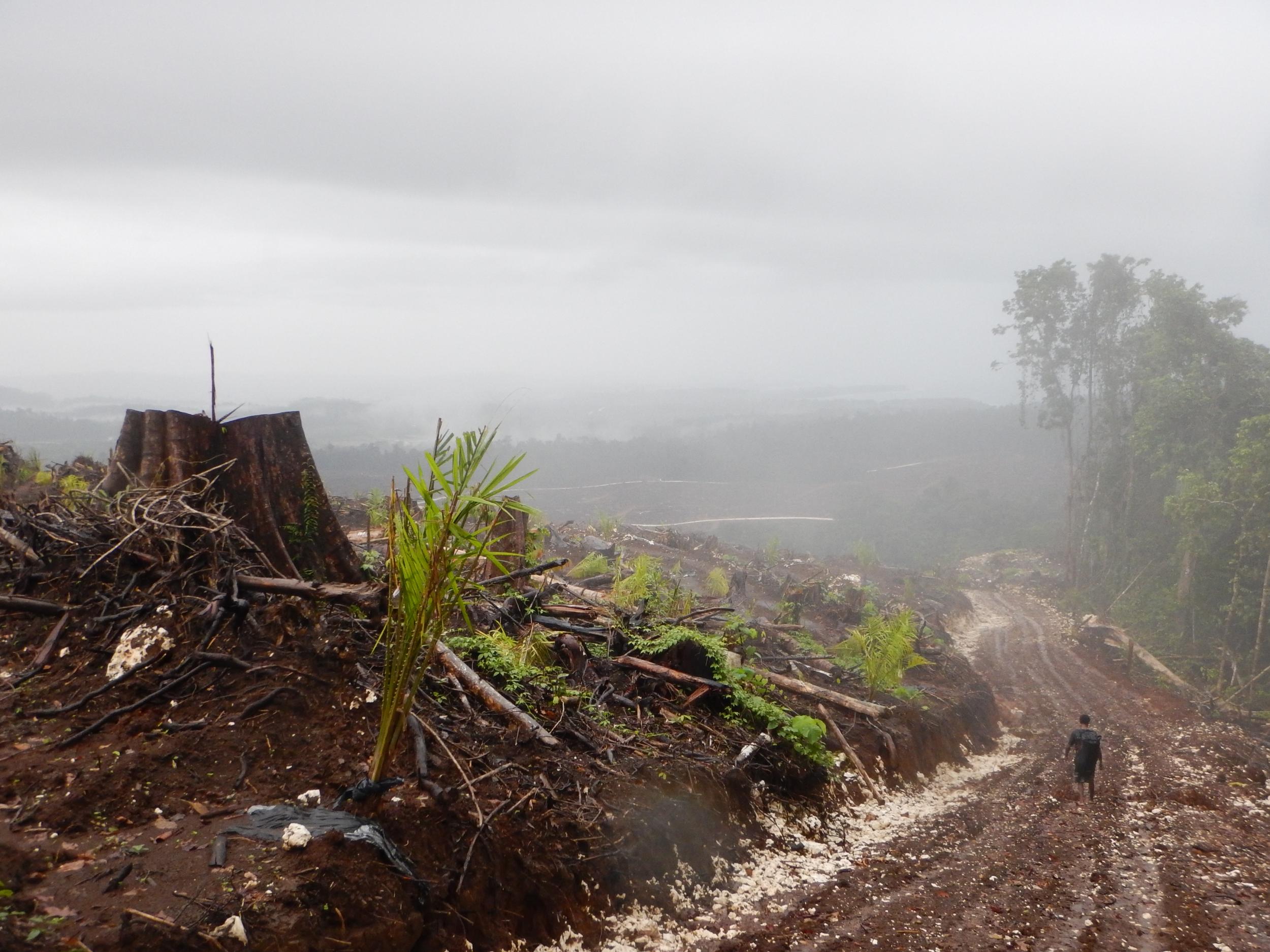 &#13;
Across the nation, tens of thousands of people are having their land stolen, often violently, and their rainforests destroyed for timber that is exported to China (Global Witness)&#13;