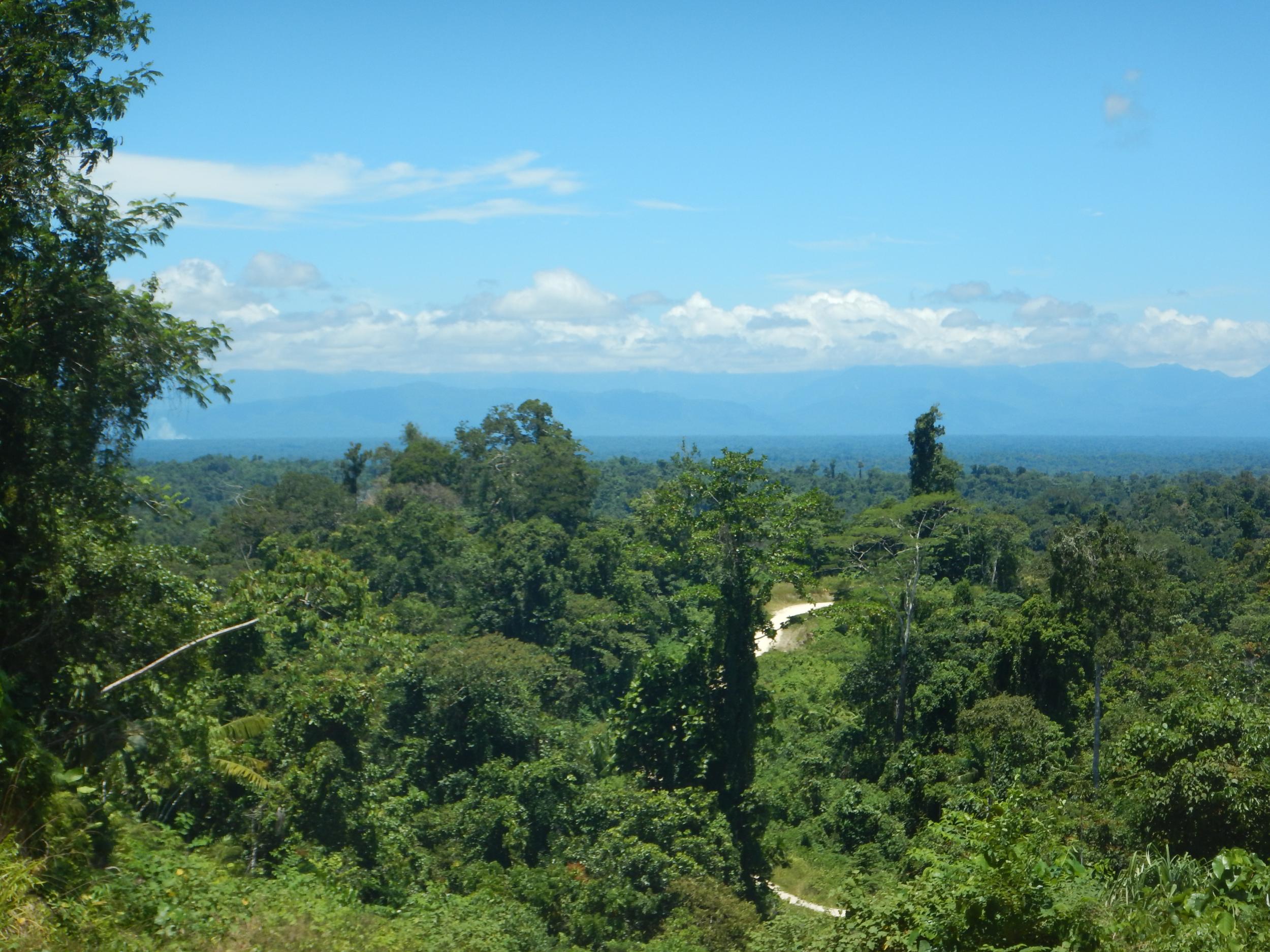 The rainforests of Papua New Guinea are home to an extremely high biodiversity, with as many as 20,000 species of plants