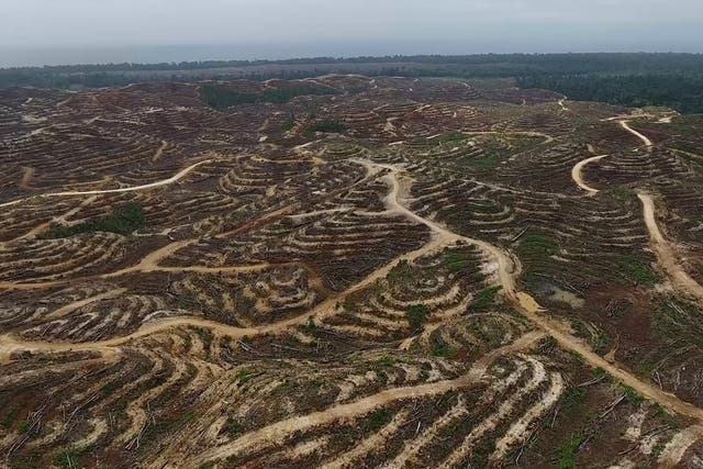 Drone footage reveals the extent of forest destruction in Papua New Guinea