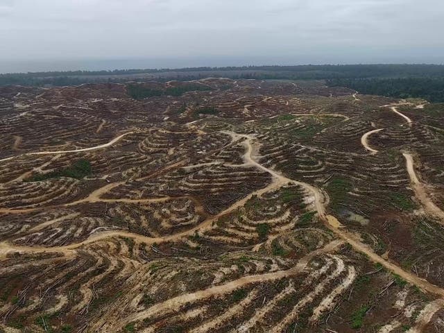 Drone footage reveals the extent of forest destruction in Papua New Guinea