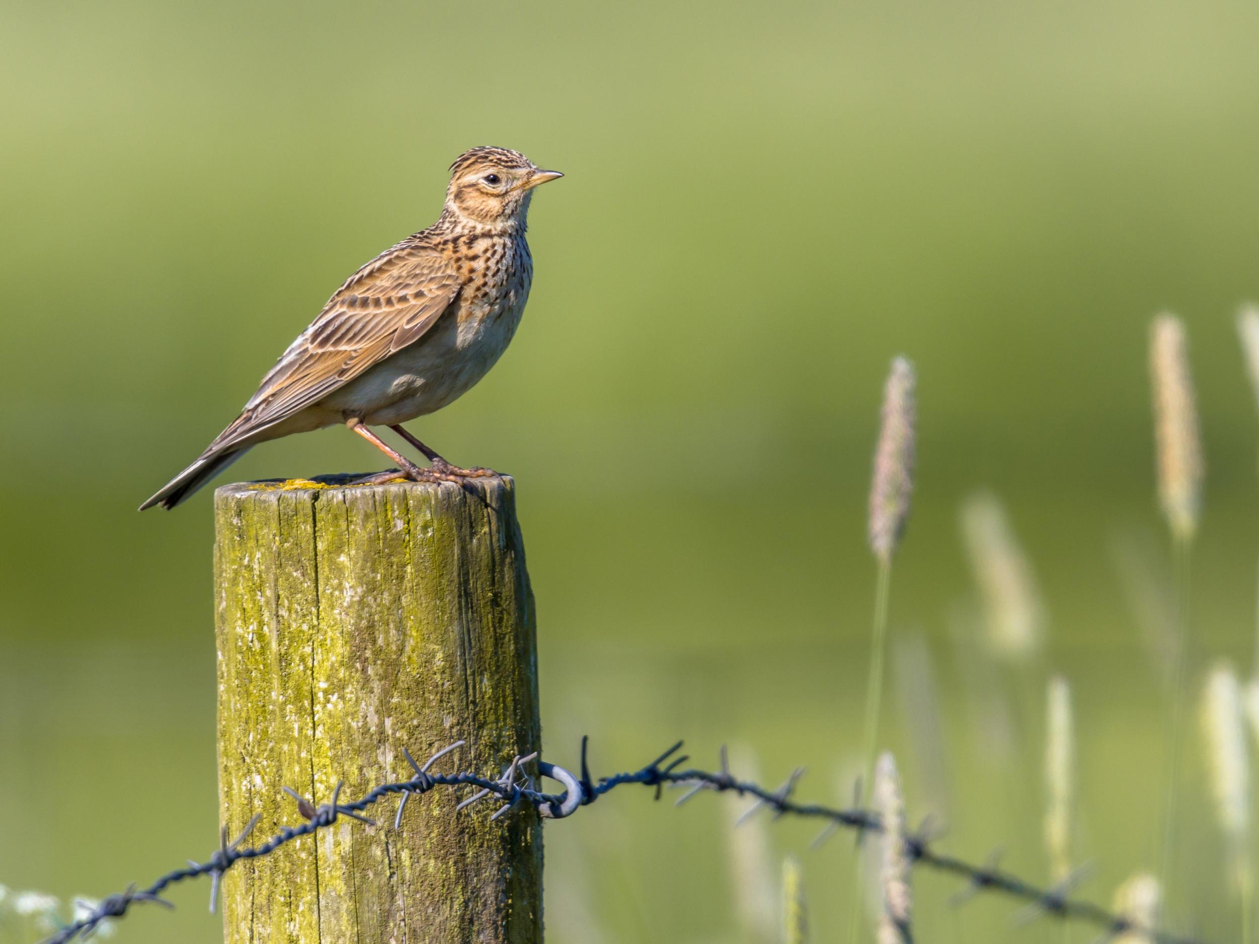 The skylark is one of many French species that has faced a population collapse in recent years