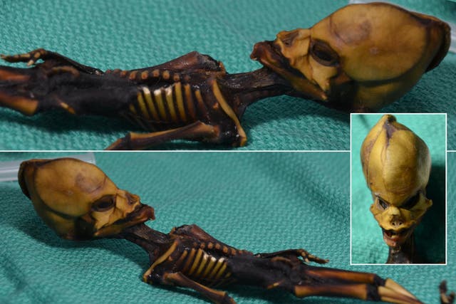 The specimen known as 'Ata' was found in the Atacama region of Chile, and has prompted much speculation among alien enthusiasts