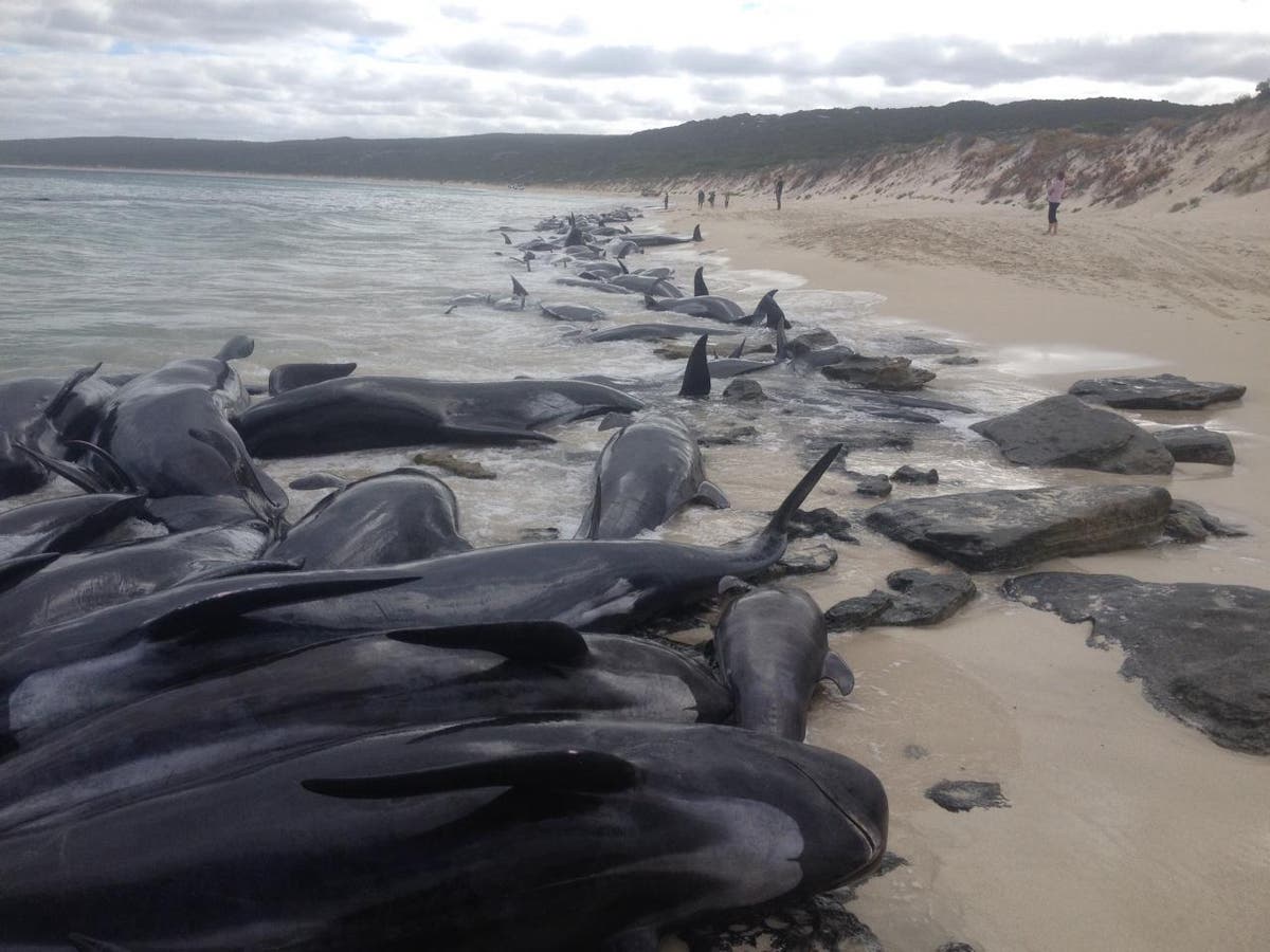 More than 150 whales beach themselves in Western Australia | The  Independent | The Independent
