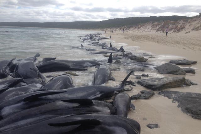 Authorities said more than half of the whales have died