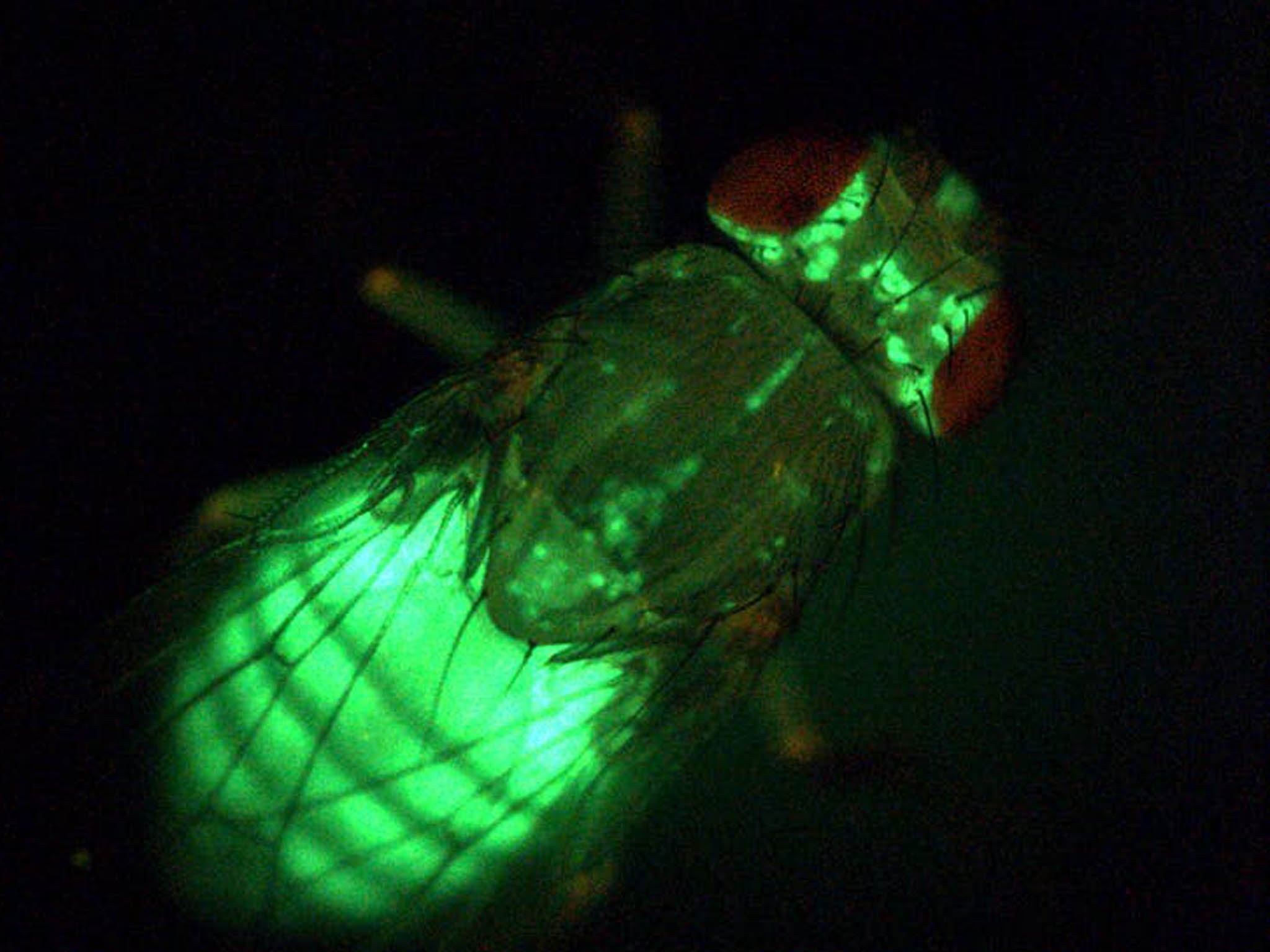 After researchers ‘turned off’ MG in flies, the insects developed insulin resistance