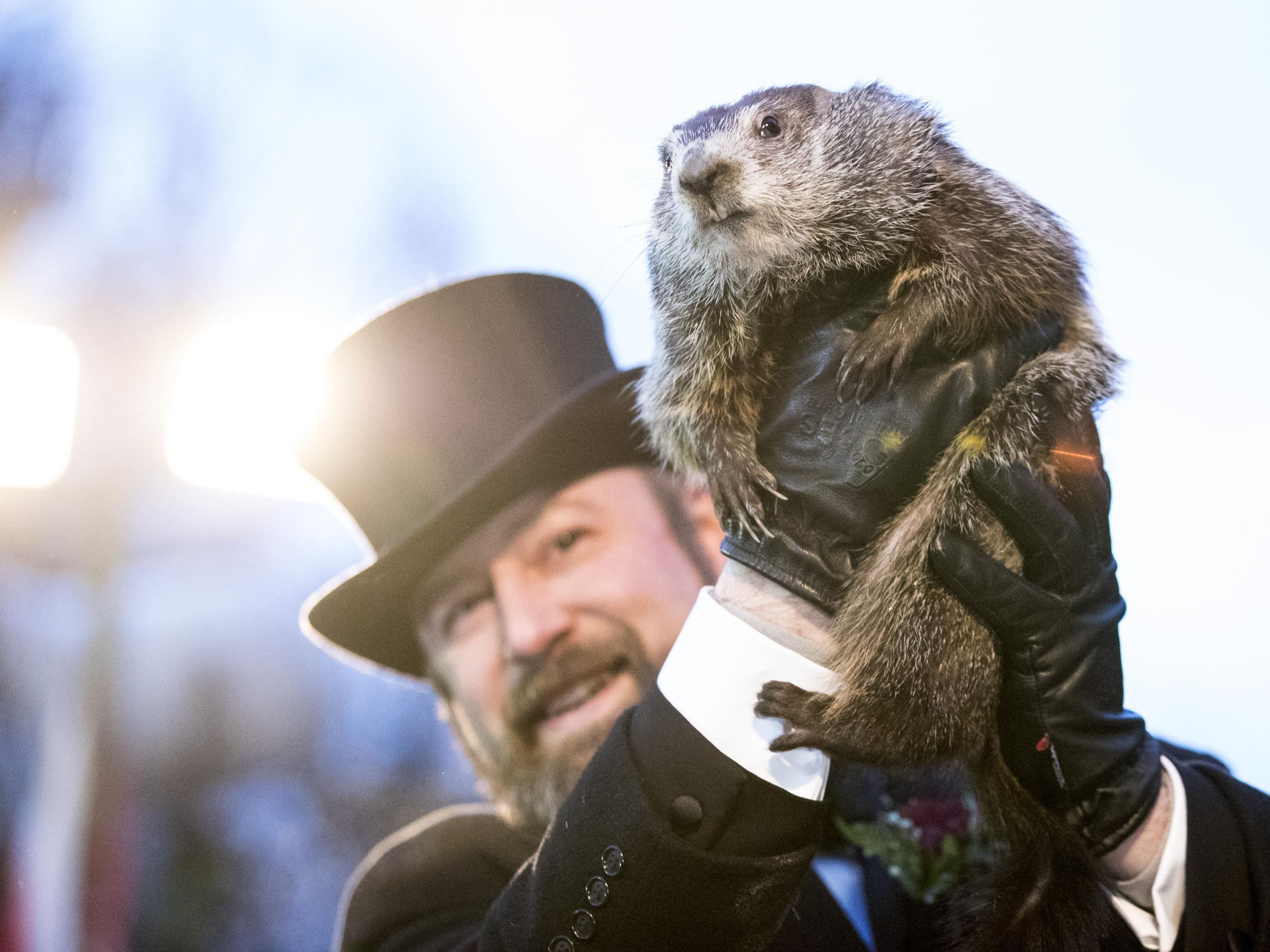 Punxsutawney Phil is held up by his handler for the crowd to see during the ceremonies for Groundhog day on February 2, 2018 in Punxsutawney, Pennsylvania