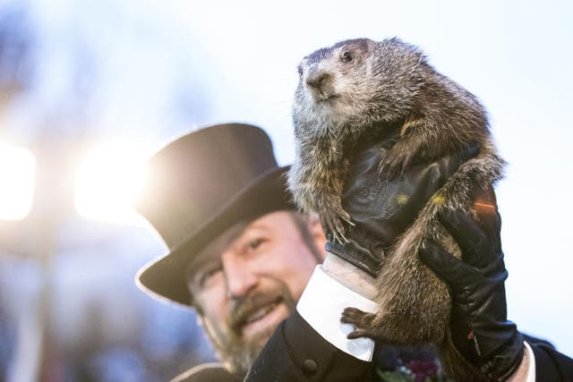Punxsutawney Phil is held up by his handler for the crowd to see during the ceremonies for Groundhog day on February 2, 2018 in Punxsutawney, Pennsylvania