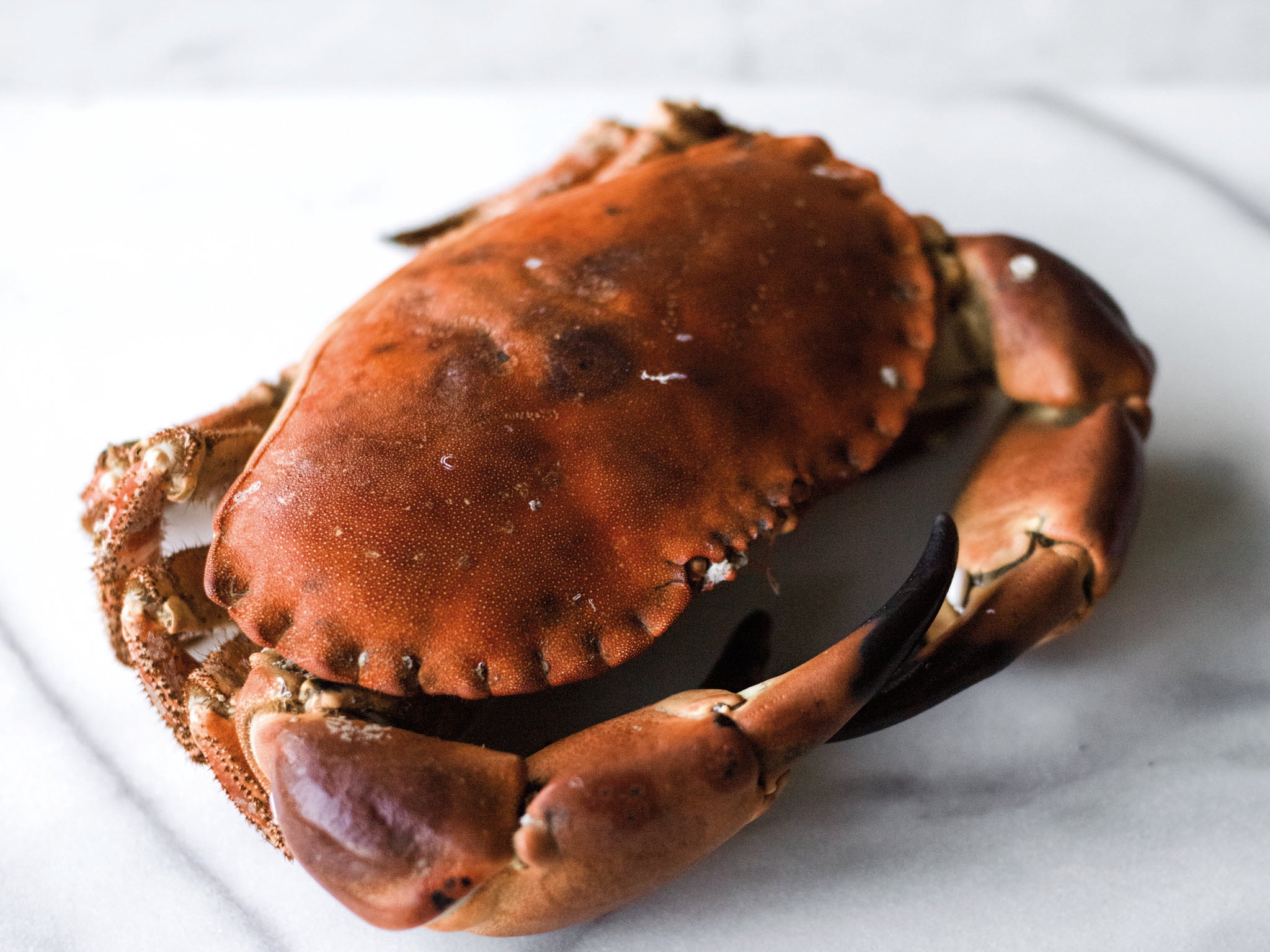 When buying a crab, make sure it's alive, feels heavy but doesn't have water sloshing around inside