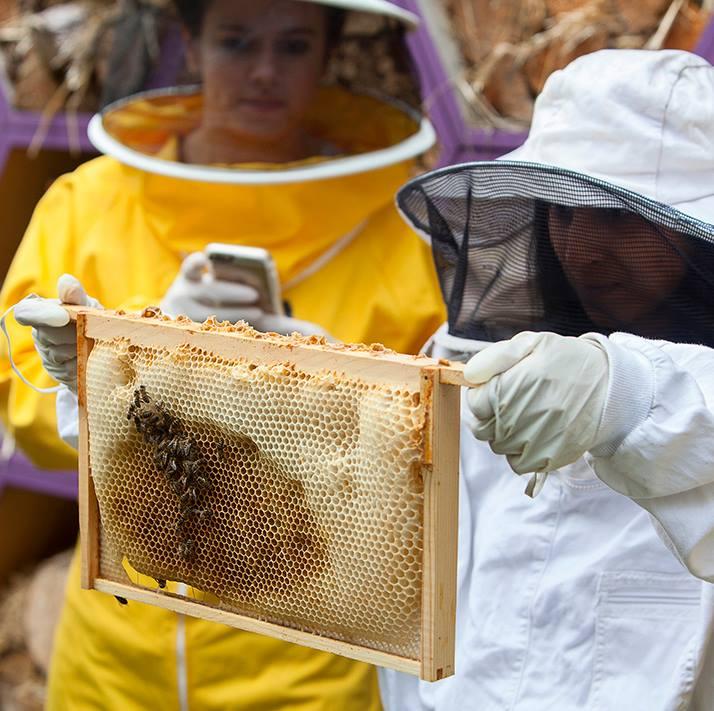 Fancy the buzz of beekeeping? Camilla offers beekeeping taster session workshops at the hotel