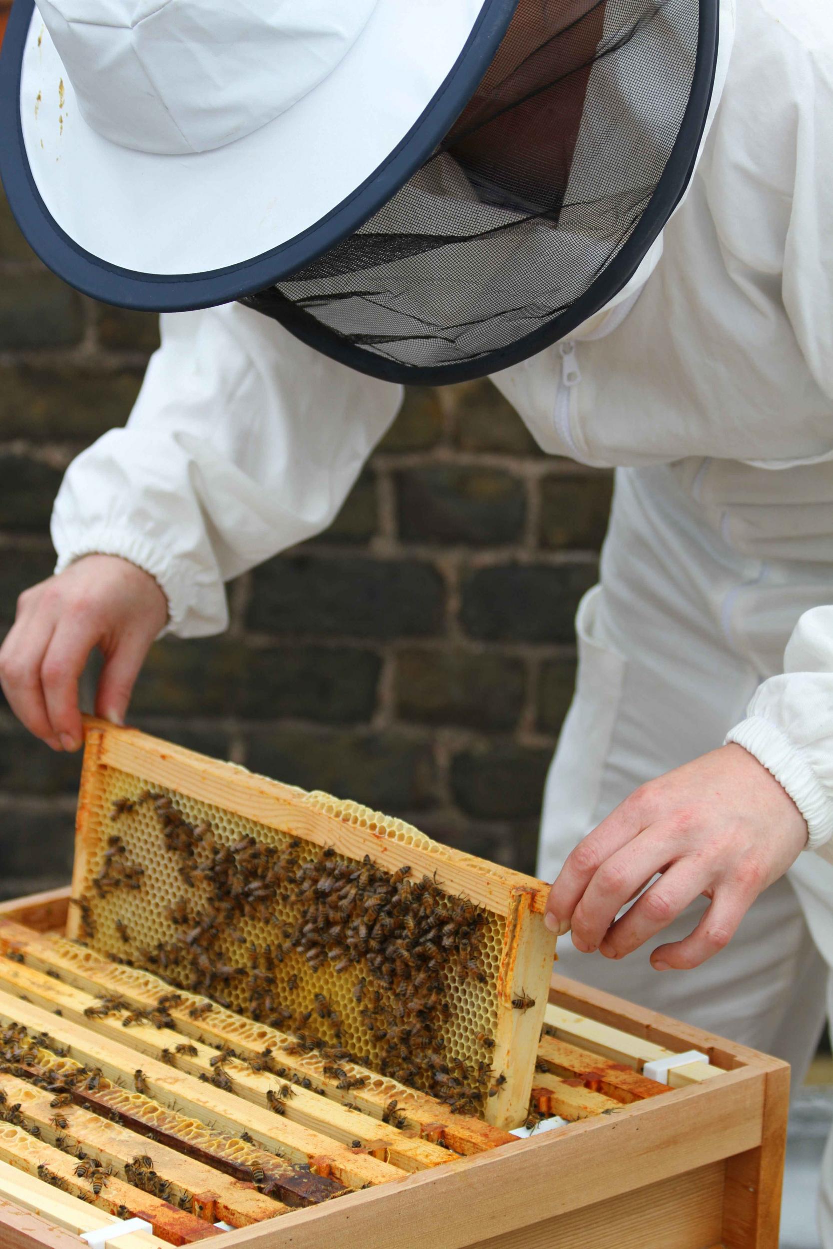 Basic equipment is a hive, protective clothing, hive-related tools and a source of bees