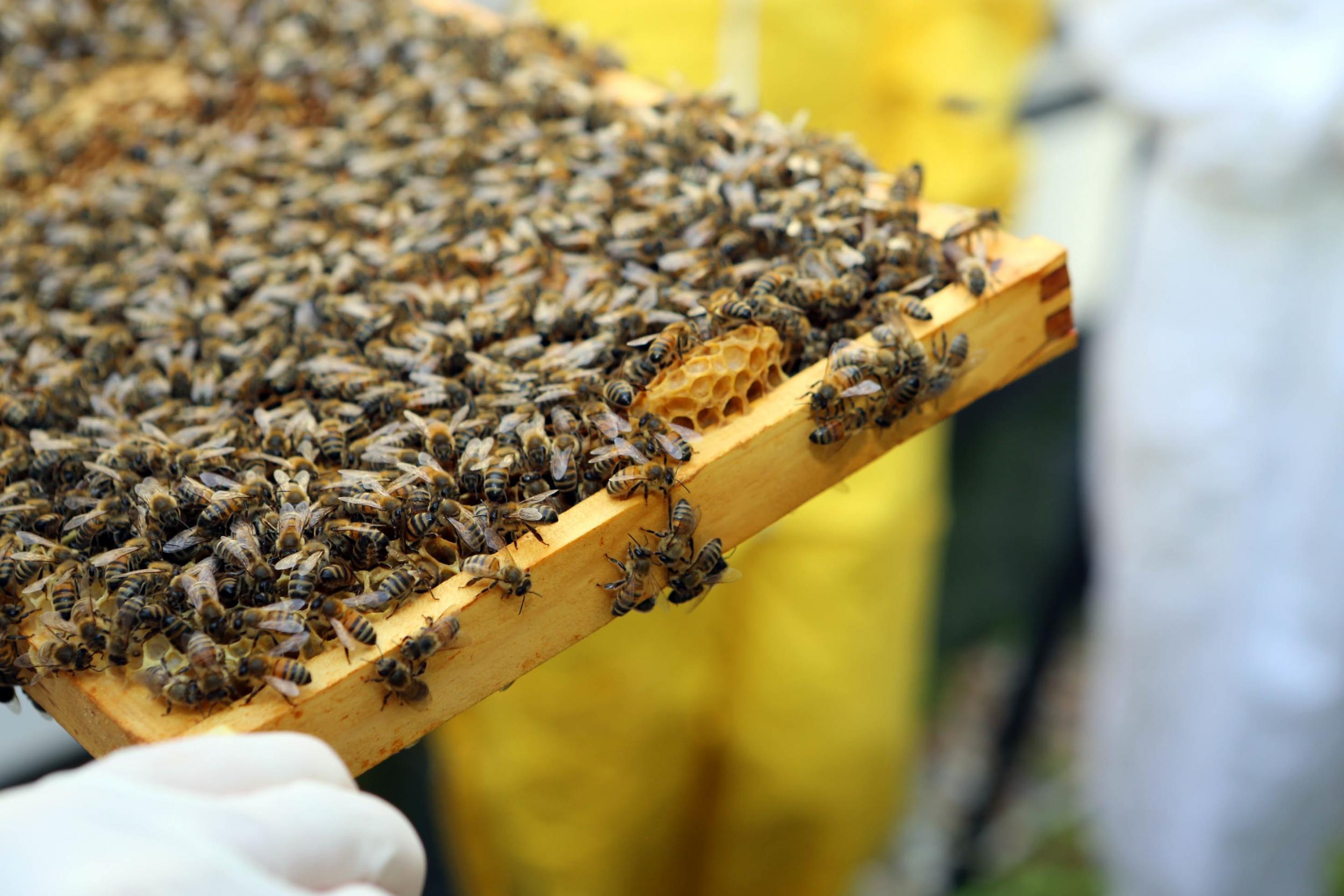 Bees are "small but immensely industrious creatures" according to Camilla Goddard