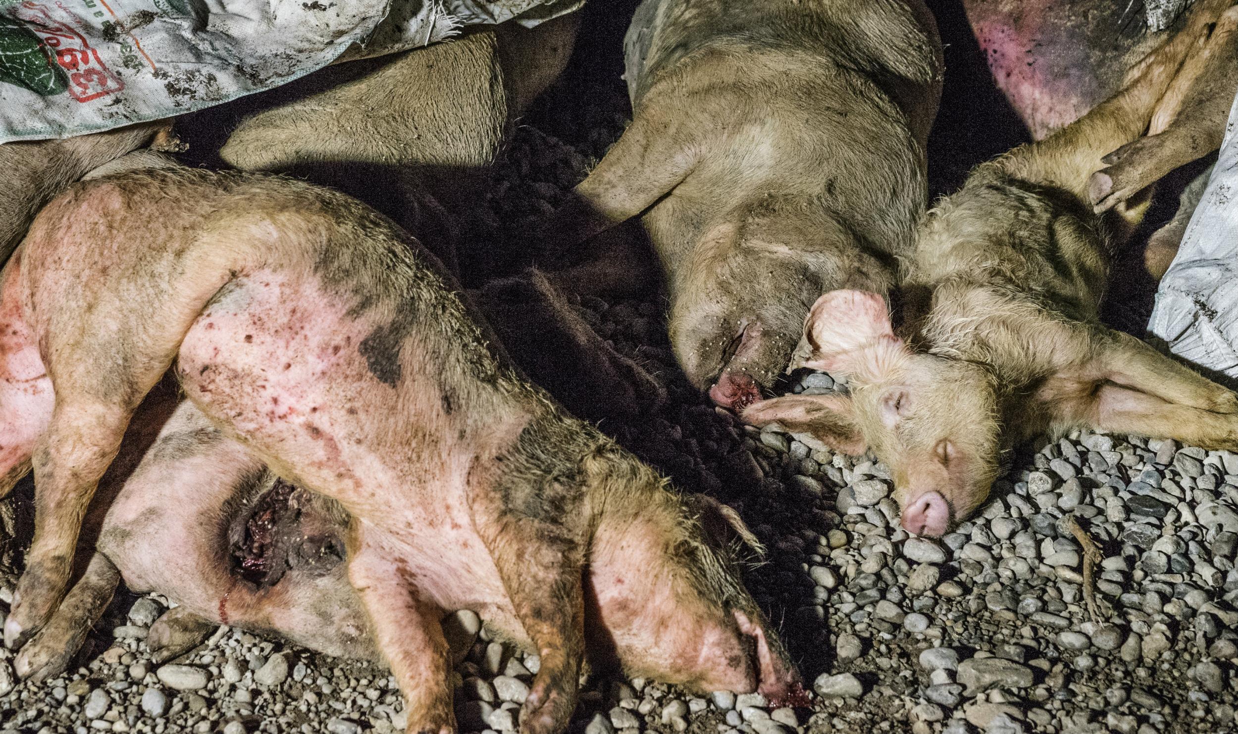 &#13;
Bodies of diseased pigs were left dumped close to living animals?(LAV)&#13;