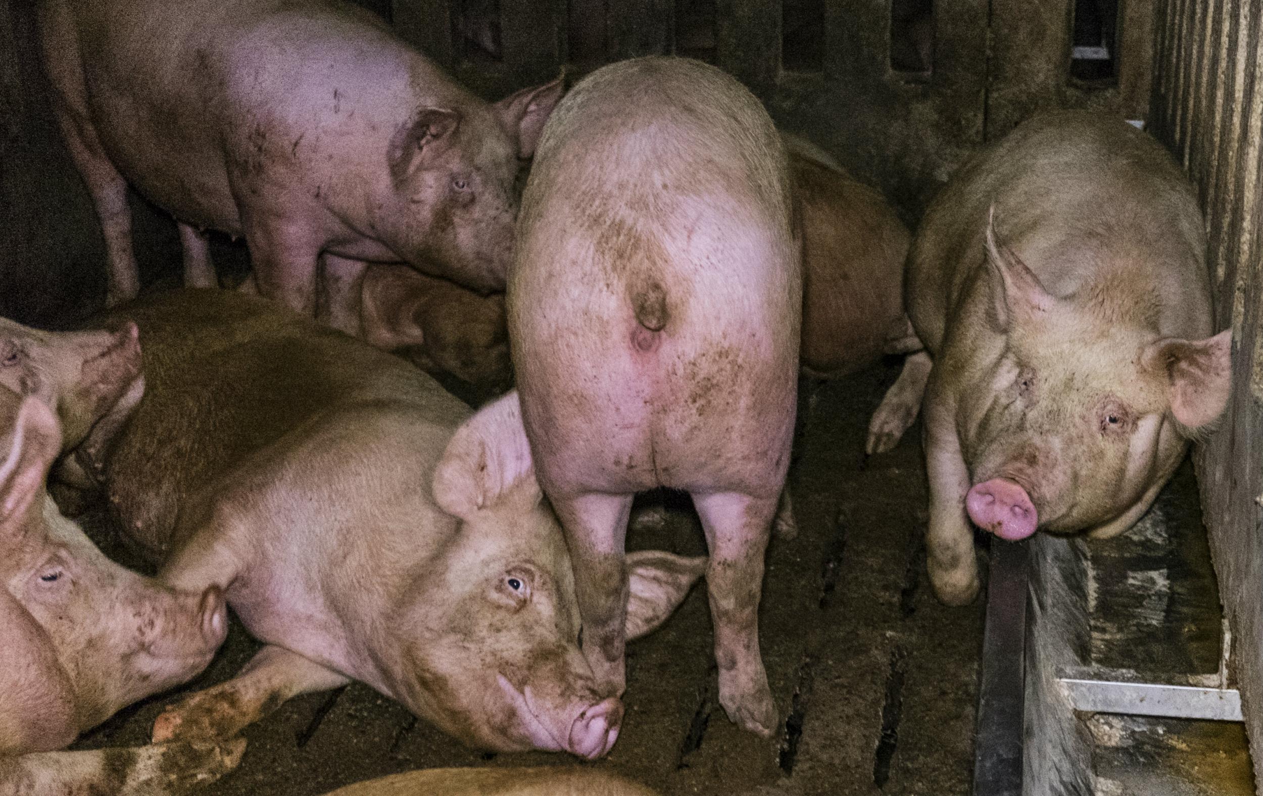 &#13;
Water troughs were dry and sick animals were bitten by others (LAV)&#13;