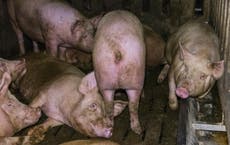 Pigs reared for supermarket Parma ham kept in squalid conditions 