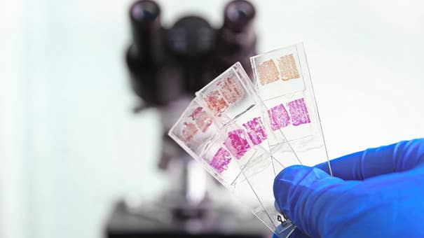 New human organ discovered that was previously missed by scientists