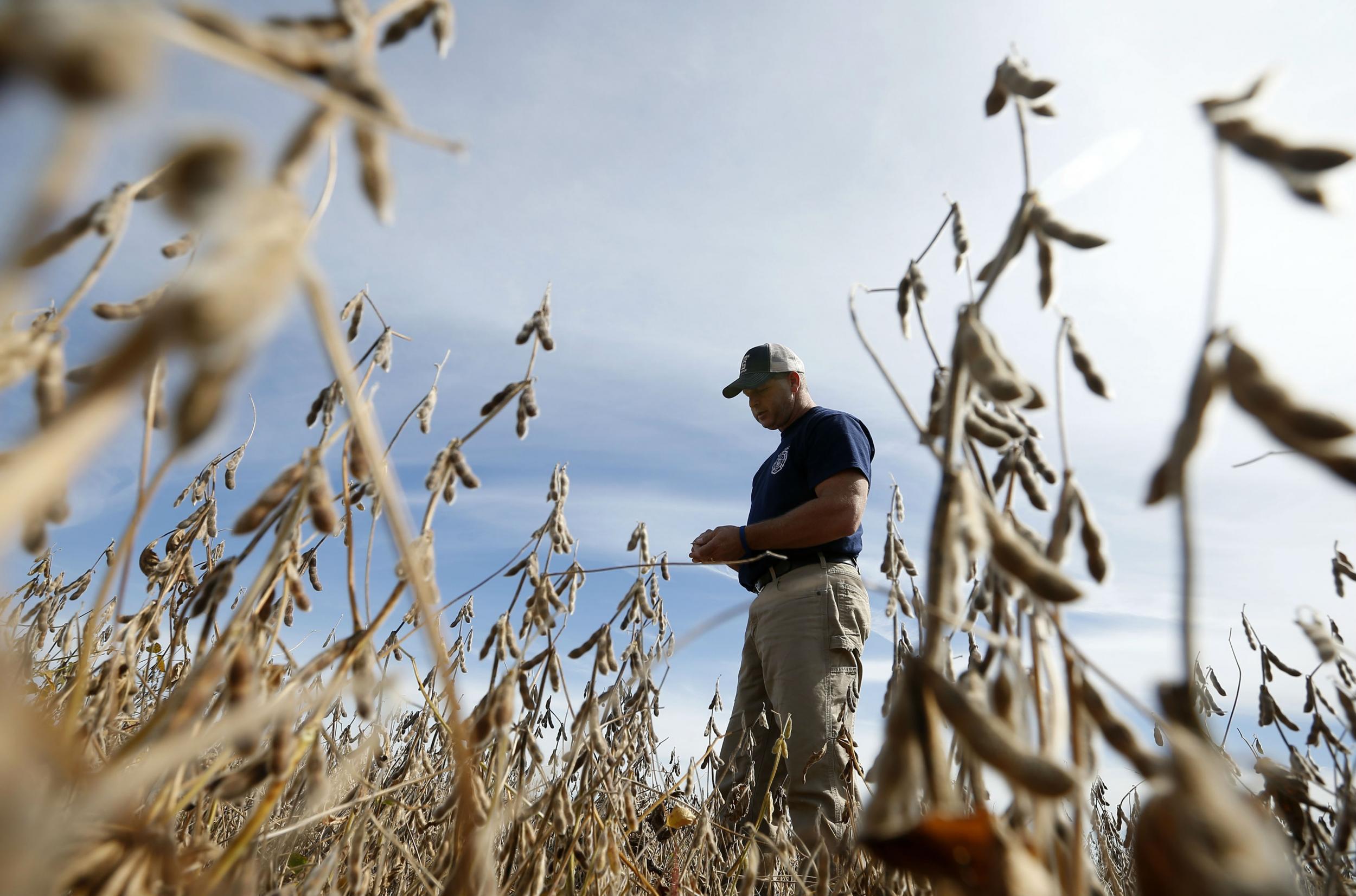 Soybean exports to China are worth up to $14bn a year