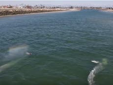Two grey whales spotted swimming in California river 