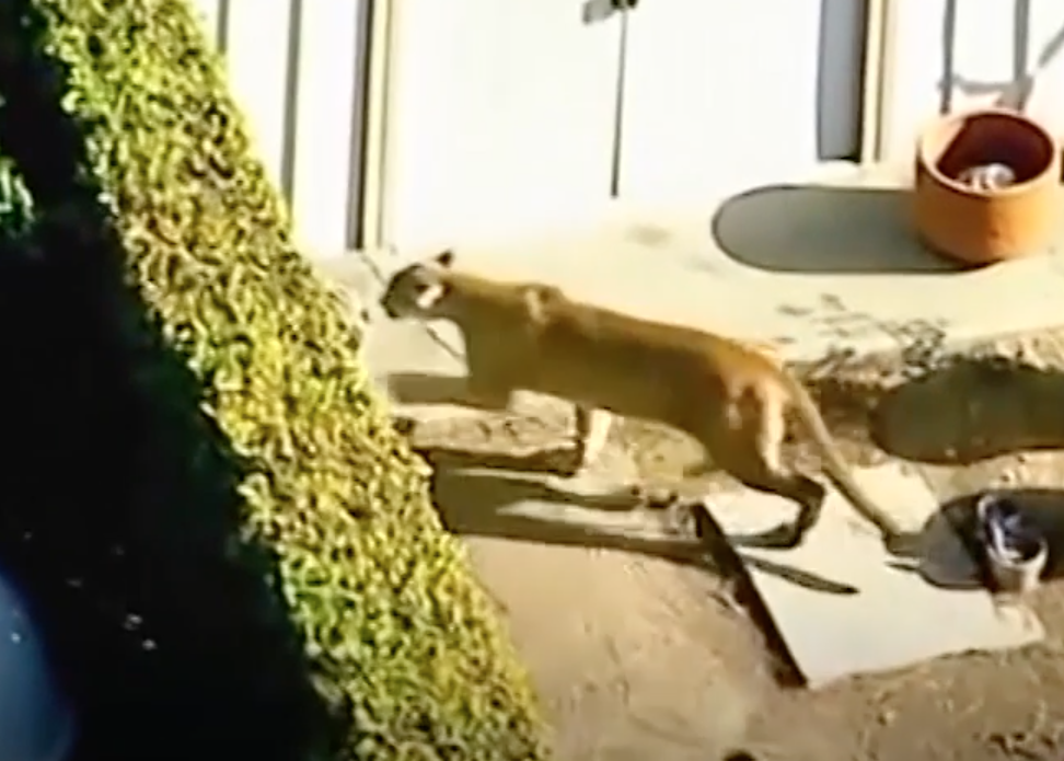 Mountain lion in LA